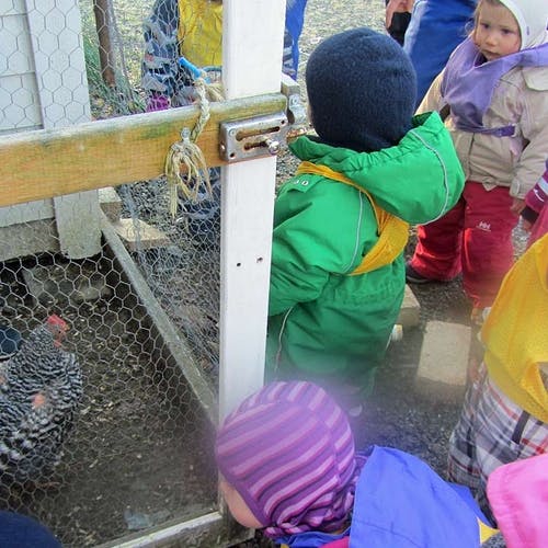Her er ungane heime hos Siri for å sjå foreldra til kyllingane. (Privat foto)