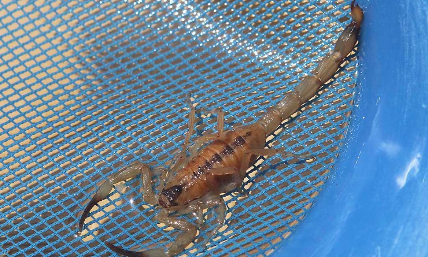 Gut (8) stukken av skorpion