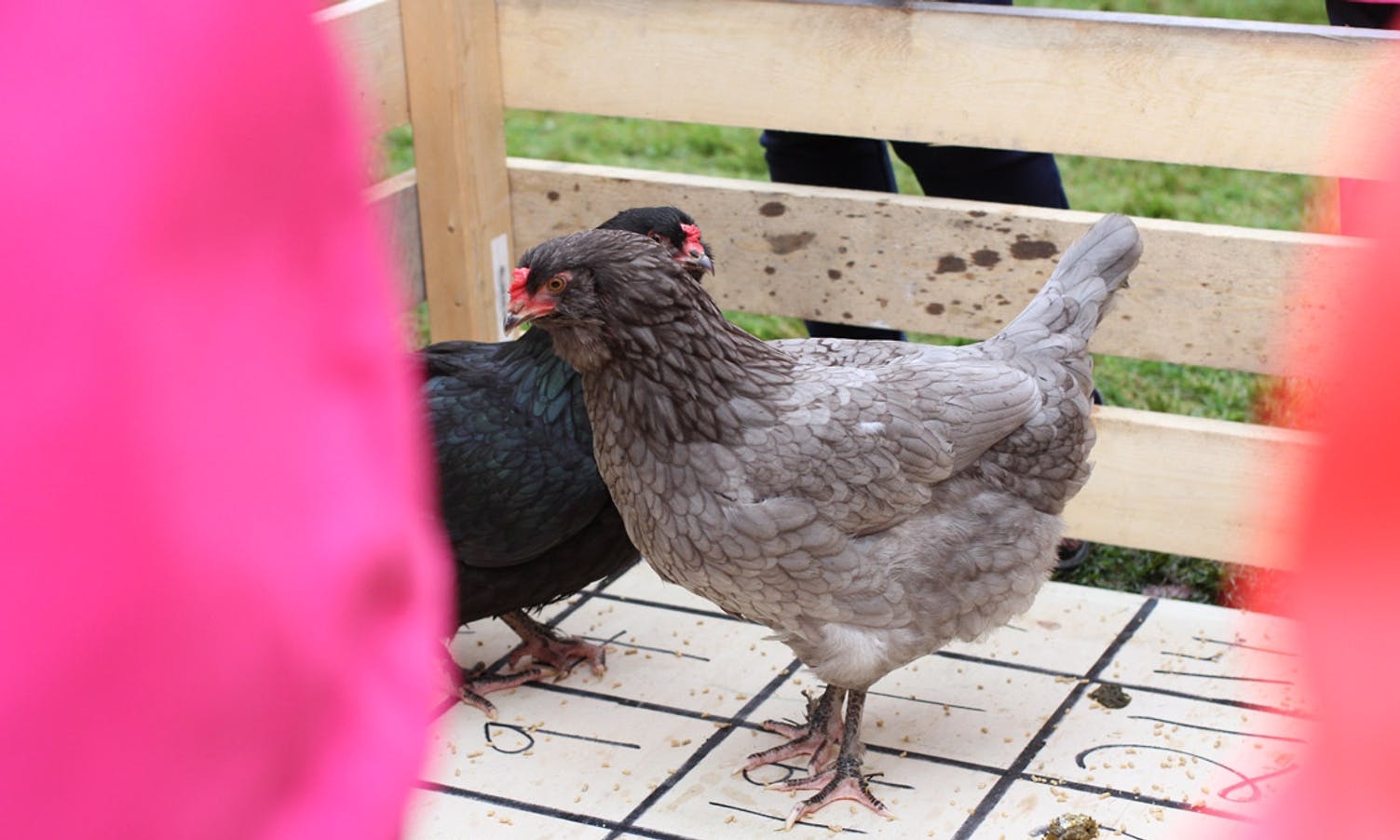 Hønene til ordførar Marie Bruarøy stilte i hønsedrite-bingoen (foto: AH)