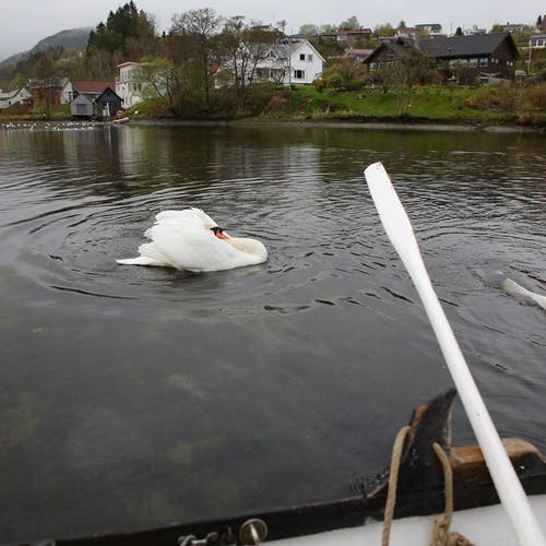 Hamnesjefen passa på kona og egga lengre opp i elva (foto: André Marton Pedersen)