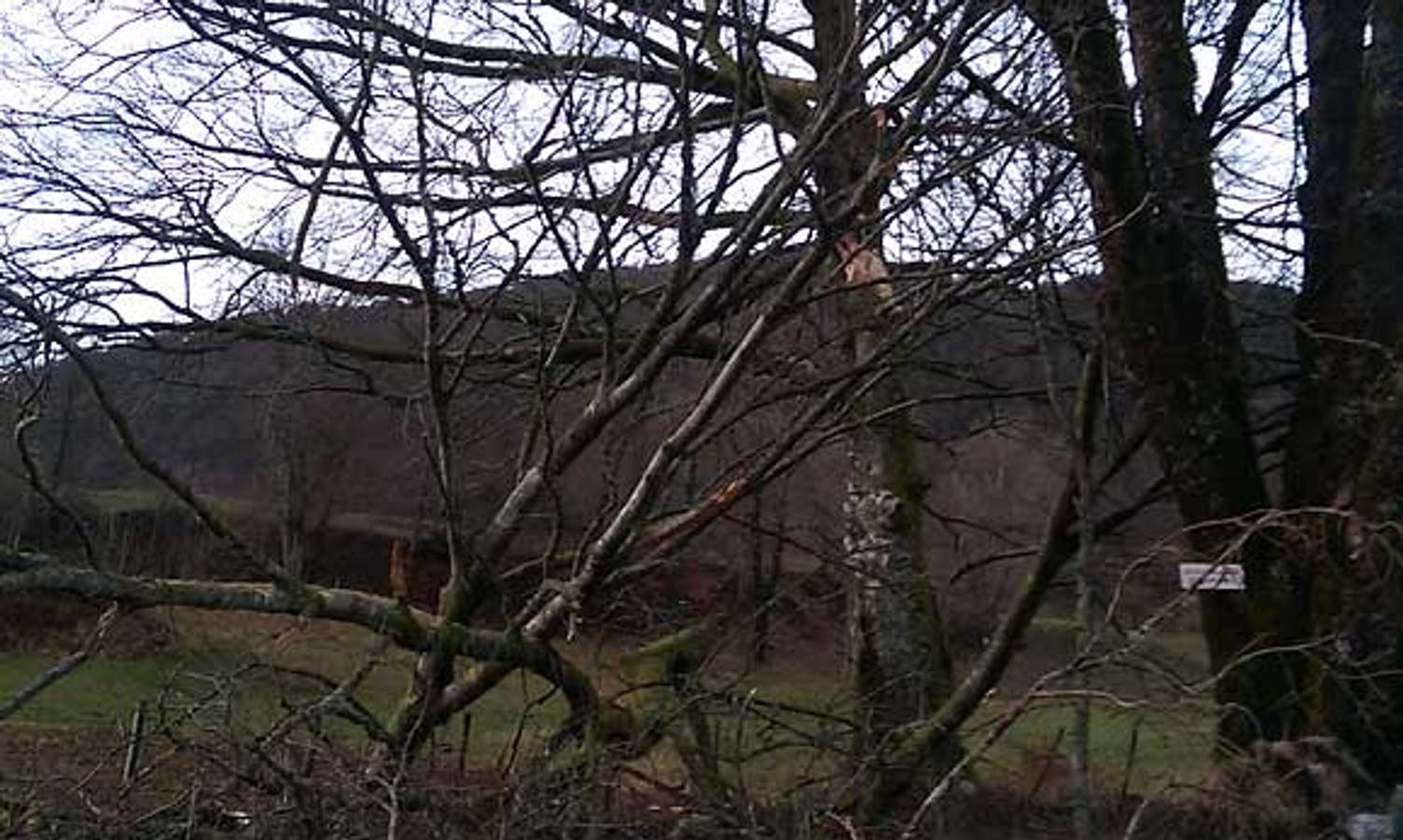 Kvister og greiner låg over muren etter at stormen «Nina» hadde herja (foto: Os kommune)