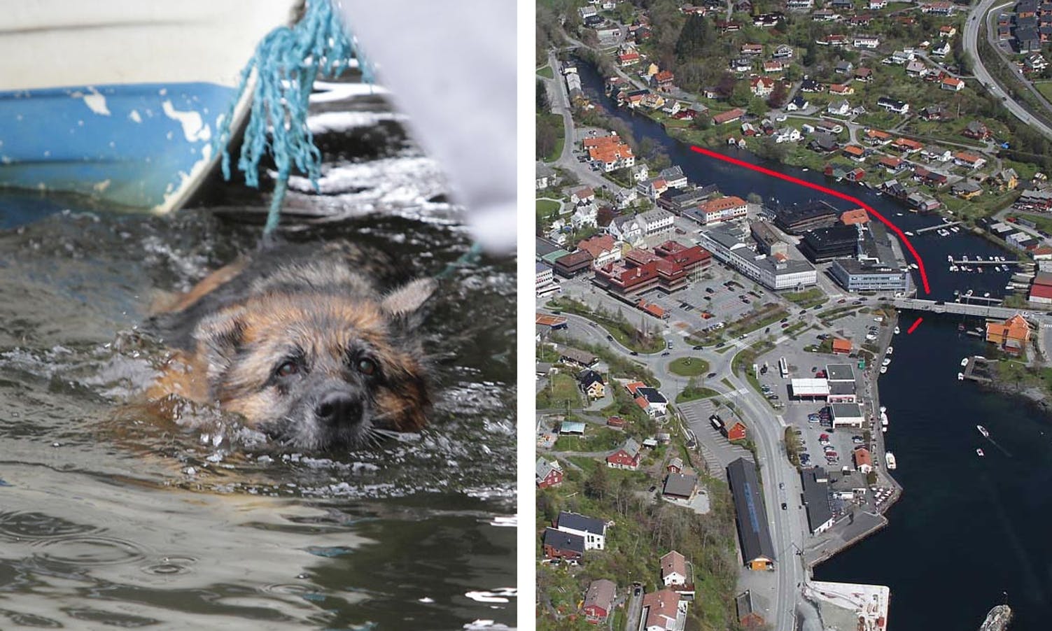 Hundar redda etter lang og kald svømmetur