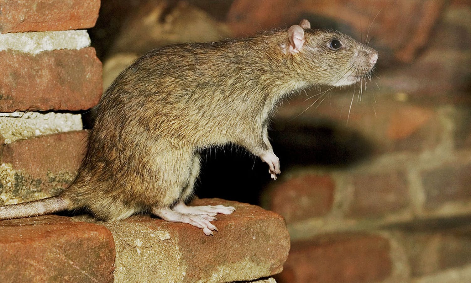 20 hus i Os skadet av rotter
