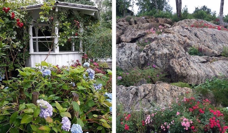 Walle sin hage til venstre, Rosvold sin hage til høgre. (Foto: Os hagelag)
