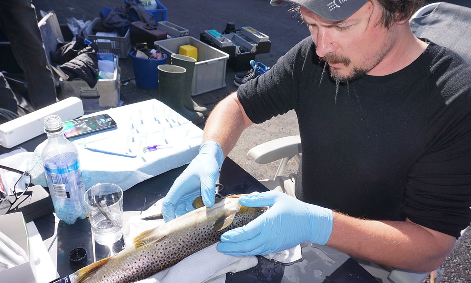 La inn sporing på over 150 fisk frå Oselvo