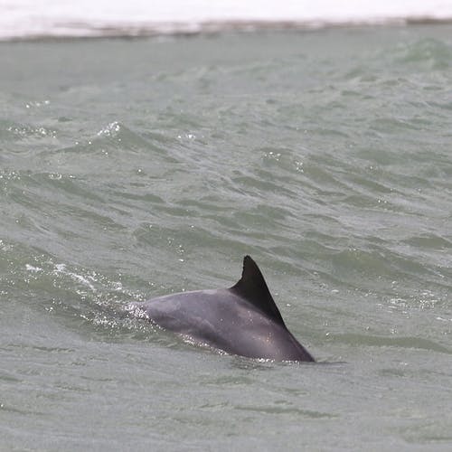 Delfinane er der kvar dag.  (Foto: KVB)