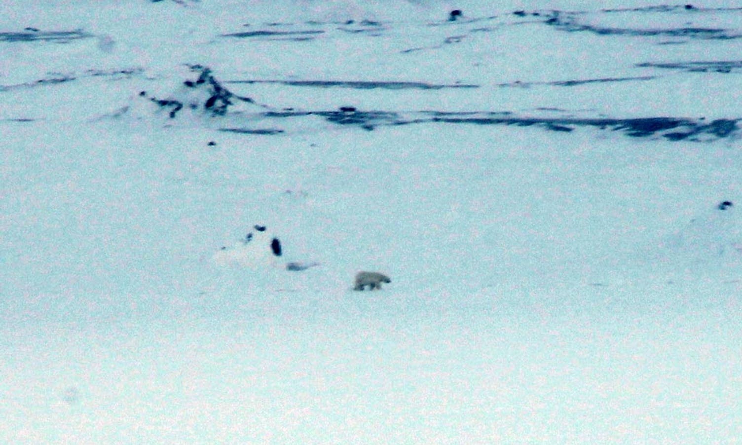 før isbjørnen dukka opp langt der borte... (foto: AH)