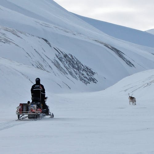 ...men då scooteren kom for nære tok sjølv Svalbardreinen dei korte beina fatt (foto: AH)