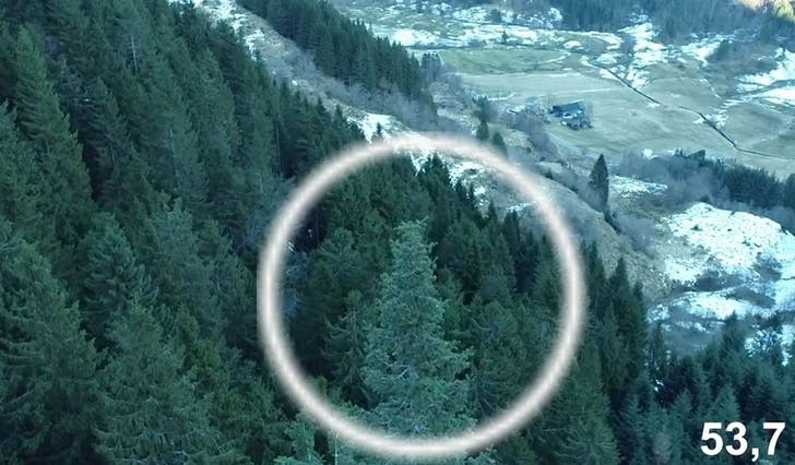 Noregs høgaste tre står i Hegglandsdalen