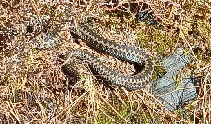 Anna Lena har sett orm på same plass før, også i sludd i mars, men aldri så tidleg som i år. (Foto: Privat)