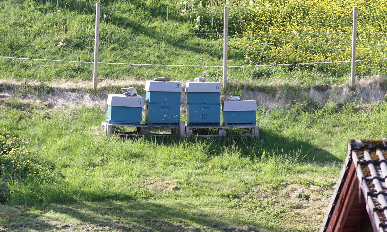 Frå før har Tonje bier og geiter. (Foto: KVB)
