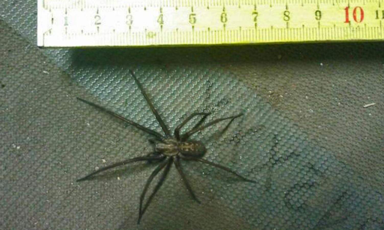 Fann stor edderkopp på gartneri