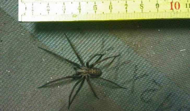 Denne edderkoppen blei funnen på Lyssand Gartneri i dag. (Privat foto)