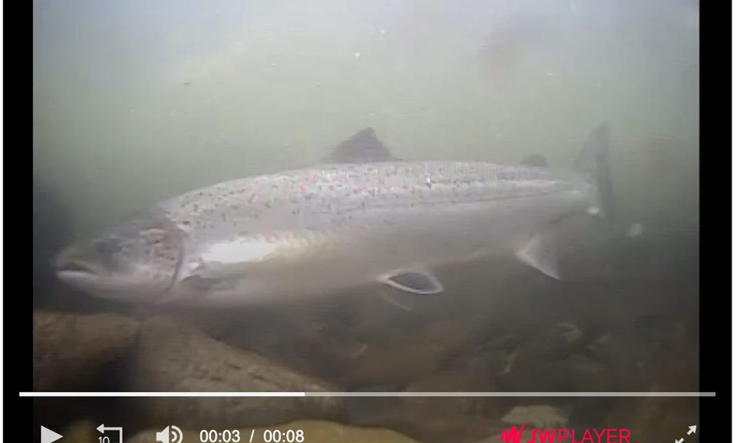 Video av fisk som går opp i elvo. (Foto: Skjermskot)