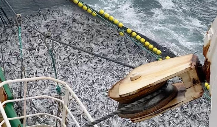 MS Røttingøy med 500 tonn makrell i nota. (Foto: Dales Rederi/Olav Dale)