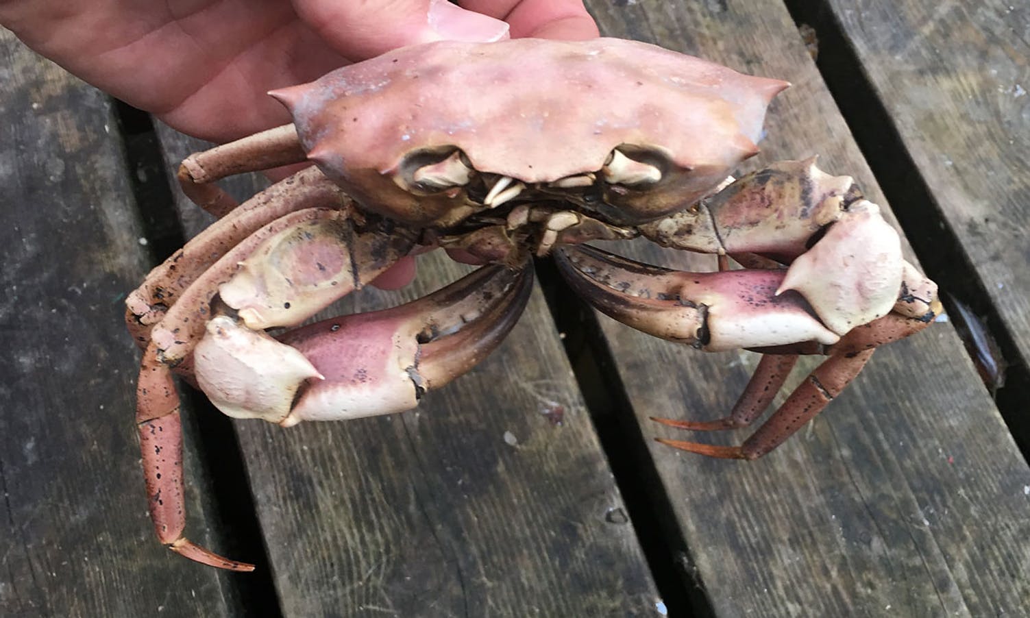 Sjeldan krabbe-art tatt i Bjørnafjorden