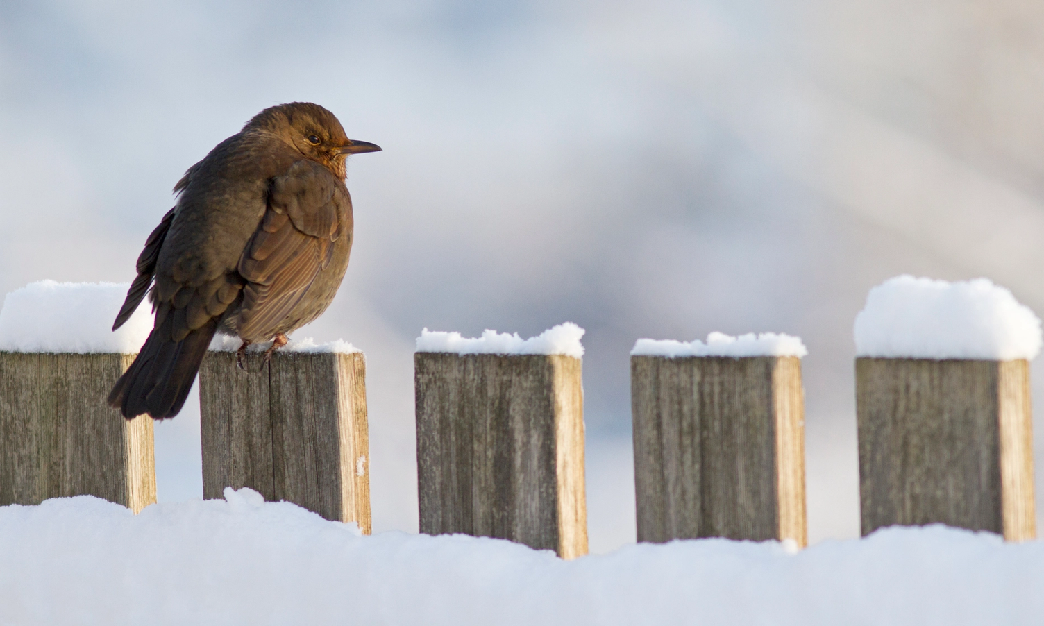 SVARTTROST: Har du lagt merke til hvilke fugler som sitter på ditt gjerde? (Foto: Frode Falkenberg/ BirdLife Norge). 