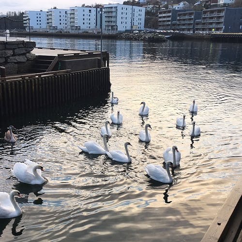 I vinter kom fleire svaner inn i hamna. Dette er i februar. (Foto: KVB)
