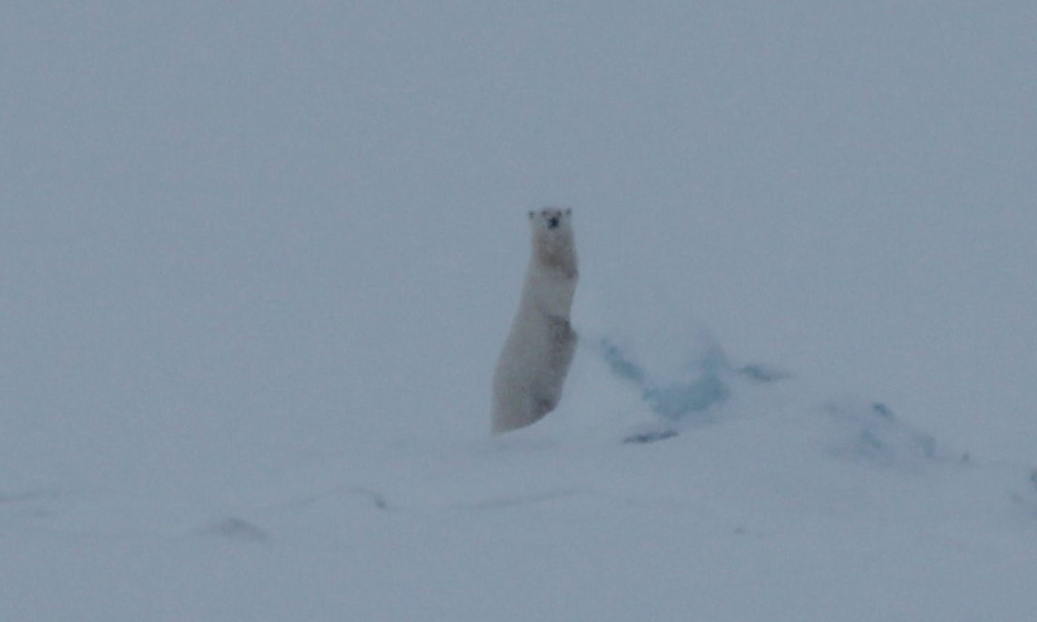 På "jakt" etter isbjørn