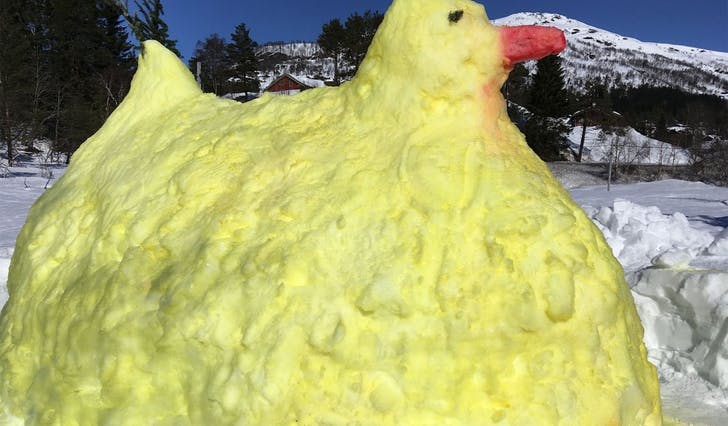 Hard snø gjorde det krevjande å bygga årets påskehøne, men etter seks timar var høna 2,5 meter høg. (Privat foto)