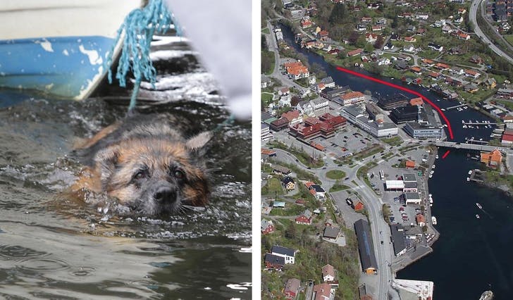 Ein av dei to hundane – og markering i flyfoto av svømmeturen dei har hatt i den kalde elva. (Foto: Kjetil Vasby Bruarøy)