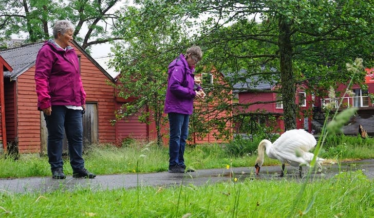 Åse Tveit og Evy Søfteland fann svaneparet, men ungane er vekke. (Foto: Kjetil Vasby Bruarøy)