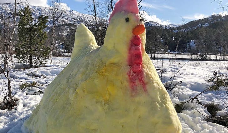 Årets påskehøne ruvar gode to meter kvar veg. (Foto: privat)