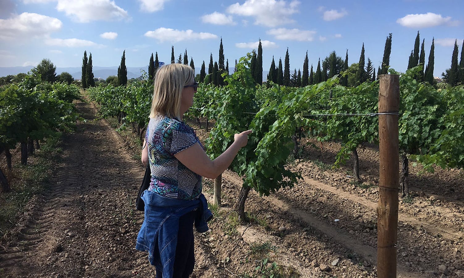 Det blir òg vandring i olivenlund og konsert på vingård. (Foto: Os Travel)