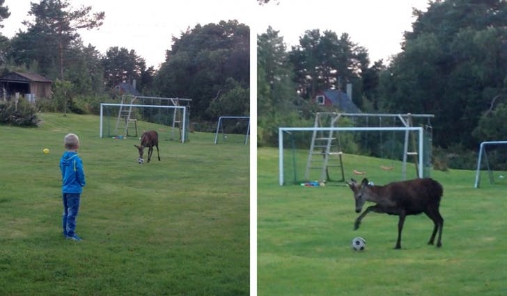 Då hjorten sprang vekk frå ballen sentra Fredrik den tilbake. Dermed var han i gang igjen. (Foto: Anne Strønen)