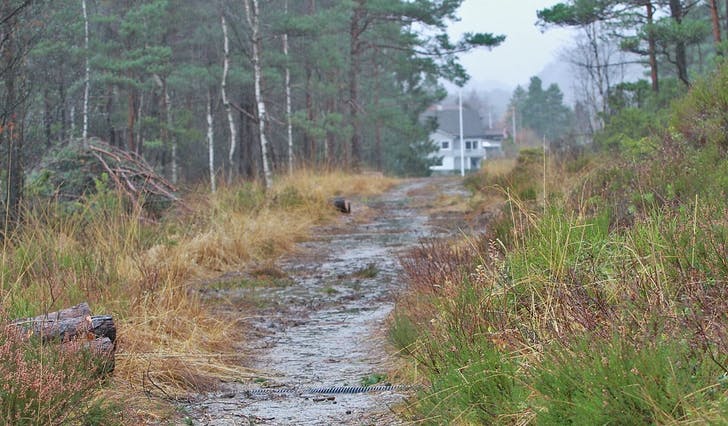 Blottinga har skjedd på turstiar i Storestraumen-Hjellemarka-området. Her er bilde av Postvegen. (Ill. foto: Kjetil Osablod Grønvigh)
