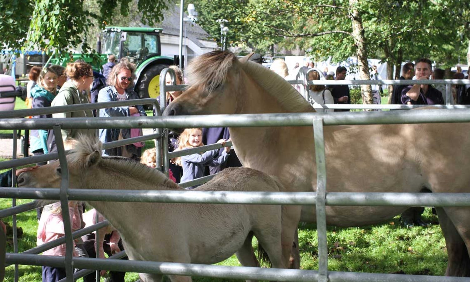 Hestene var populære å klappe (foto: AH)