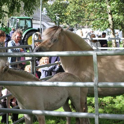 Hestene var populære å klappe (foto: AH)